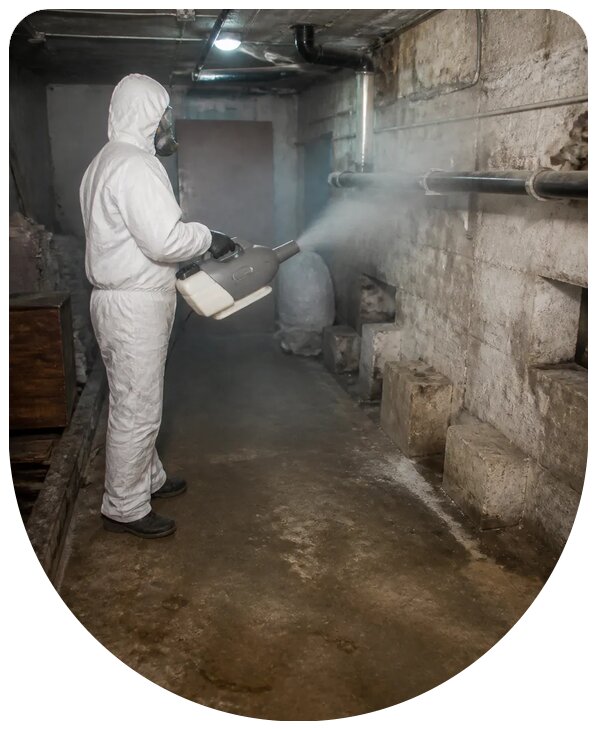 Профессиональная обработка подвала от блох в Воронеже